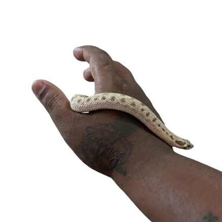 Pet Image